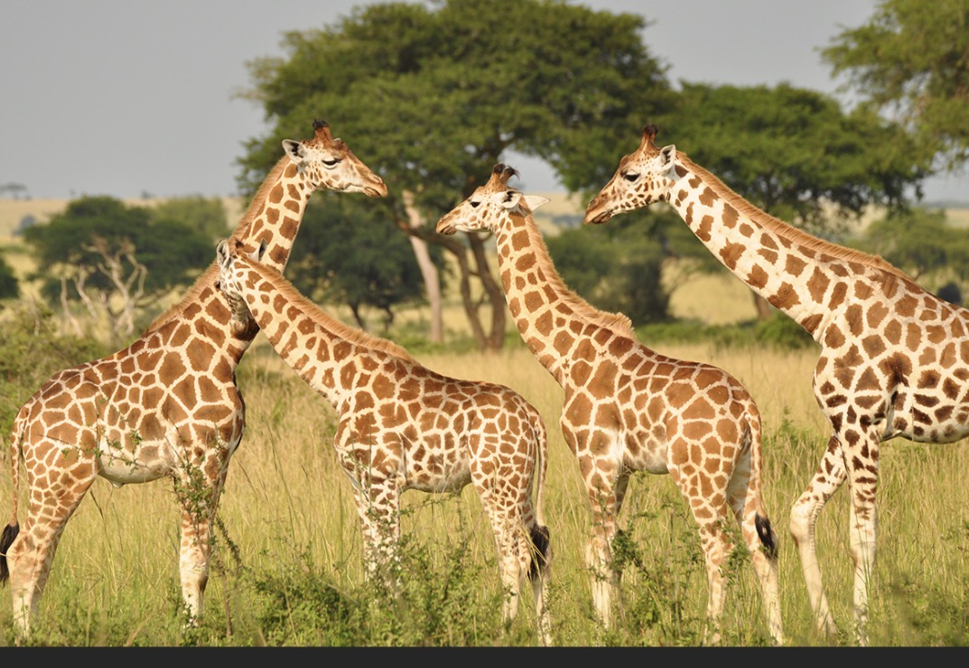 Four giraffes standing together in grassland with scattered trees